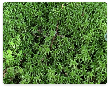 cultivo